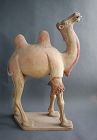 LARGE Chinese Tang Dynasty Painted Pottery Camel with Oxford TL Test