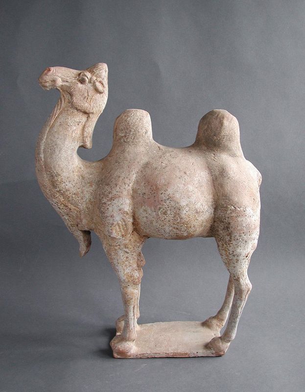 Large Chinese Tang Dynasty Painted Pottery Camel with Oxford TL Test