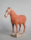 Chinese Tang Dynasty Painted Pottery Horse (AD 618 - 906)