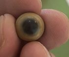 Absolutely Stunning Natural Bicolour Saltwater Pearl 8.98ct GIA Tested