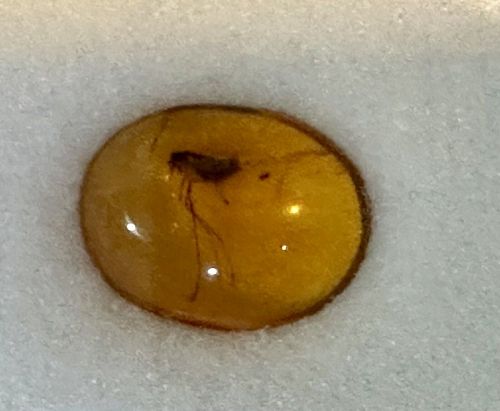 A Beautiful Burmite Burmese Amber Cabochon With Exquisite Insect Inclu