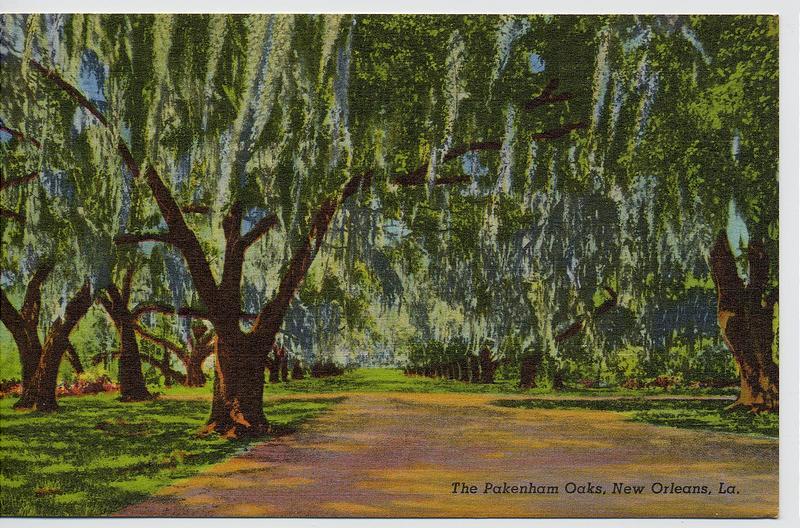 New Orleans LA Linen Postcard - The Pakenham Oaks