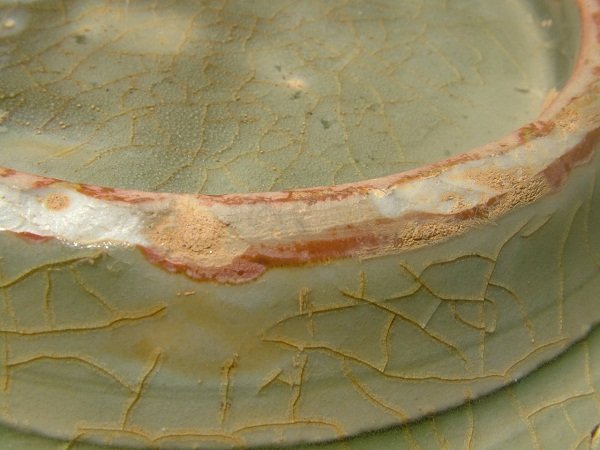 A Sample Large Longquan Celadon Charger (34 cm)
