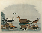 Alexander Wilson, "American Ornithology", Plate 71