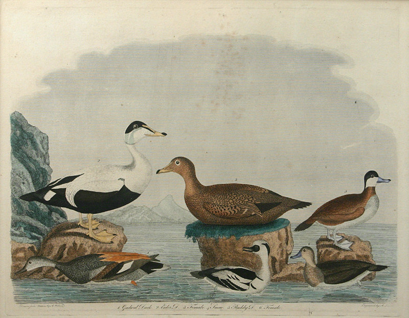 Alexander Wilson, &quot;American Ornithology&quot;, Plate 71