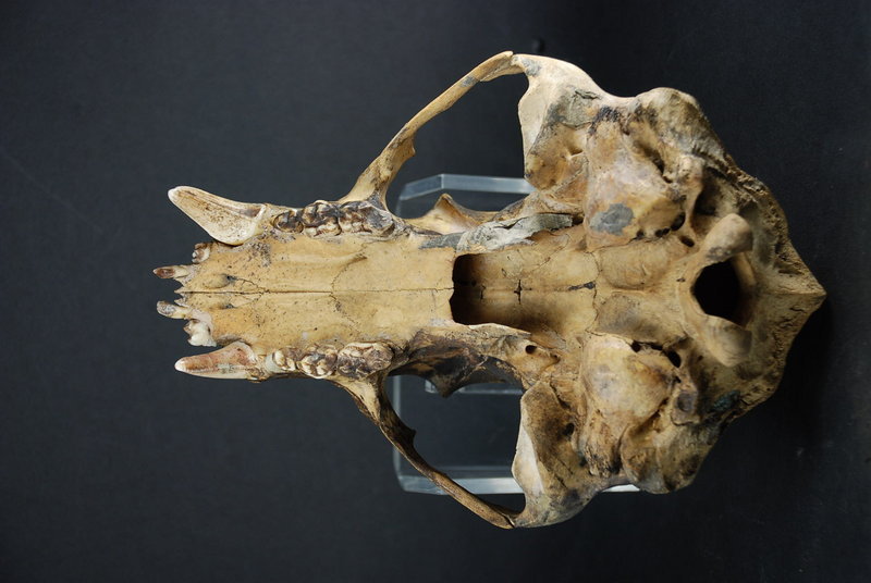 Important Adorned Bear Skull, Dayak Peoples