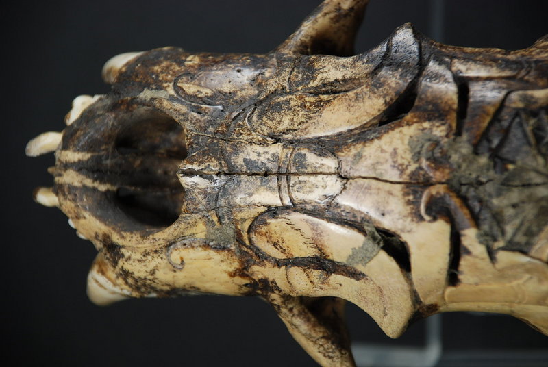 Important Adorned Bear Skull, Dayak Peoples