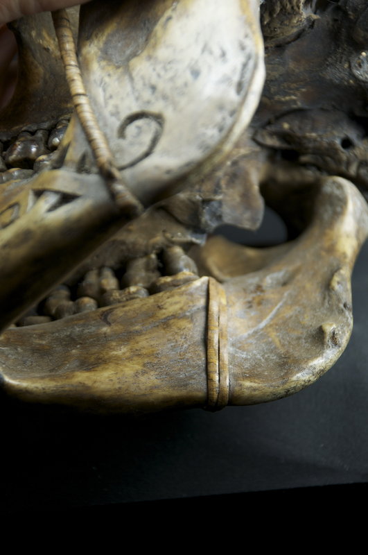 Important &amp; Rare Orang-Outang Adorned Skull, Dayak Peoples