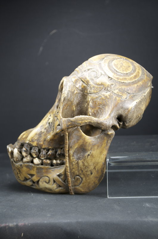 Important &amp; Rare Orang-Outang Adorned Skull, Dayak Peoples