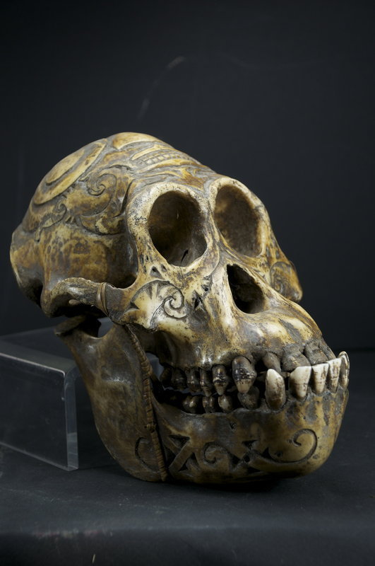 Important &amp; Rare Orang-Outang Adorned Skull, Dayak Peoples