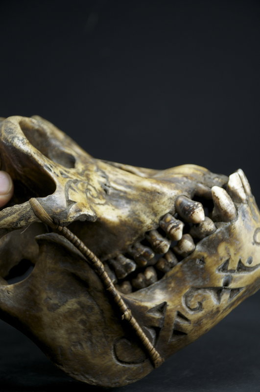 Important &amp; Rare Orang-Outang Adorned Skull, Dayak Peoples