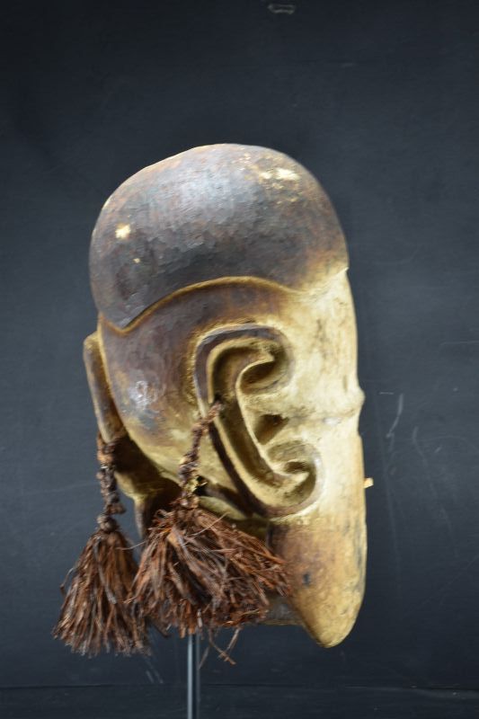 A Rare Replacement Head, Papua New Guinea