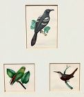 INDIAN 
3 Bird paintings 19th century