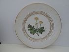 English porcelain plate with hand painted Fever Few flowers, c. 1820