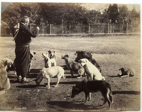 Albumen photo Abdullah Freres Istanbul street dogs c. 1880