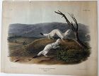Little Nimble Weasel litho., J.W. Audubon Imperial Folio 1848