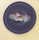 Correll Huge Lavender Meteor Plate Signed and Dated