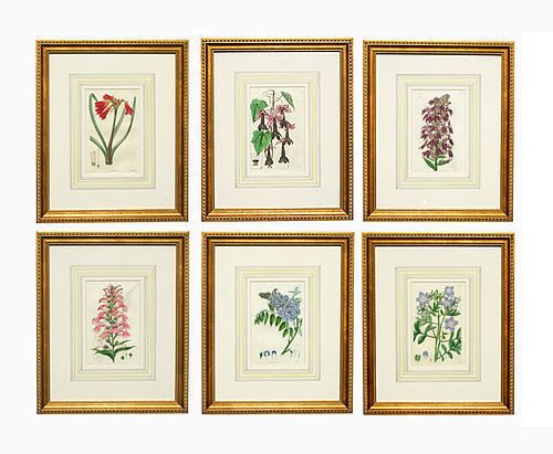 Botanical Prints