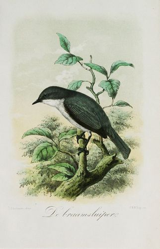 J. G. Keulemans Original Lithograph, Bird Print
