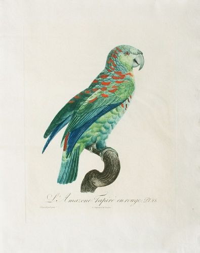 Jacques Barraband Hand Colored Engraving, 1805, RARE ORIGINAL