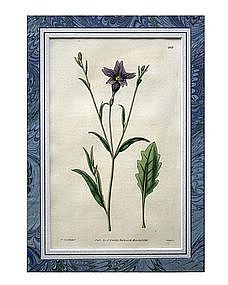 English Botanical Engraving