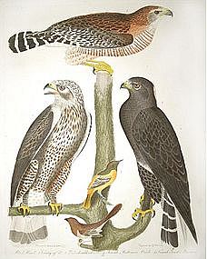 "American Ornithology" By Alexander Wilson