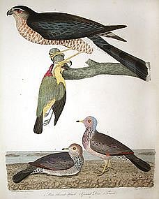 "American Ornithology" By Alexander Wilson
