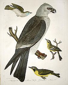 "American Ornithology" By Alexander Wilson