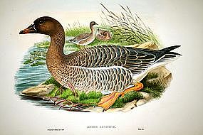 Hand Colored Lithograph By John Gould