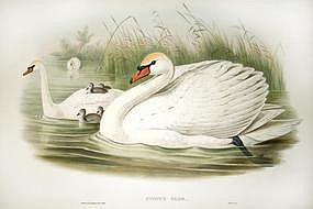 Hand Colored Lithograph By John Gould