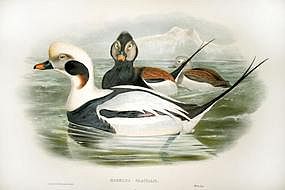 Hand Colored Lithograph By John Gould