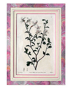 "Robert Sweet" English Botanical Engraving