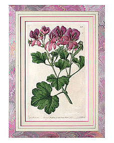 "Robert Sweet" English Botanical Engraving