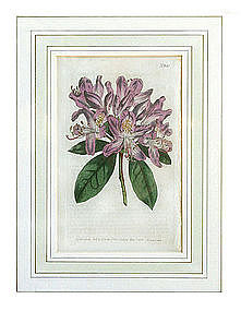 "The Botanical Magazine" English Botanical Engraving