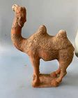 Chinese Tang Dynasty Pottery Camel