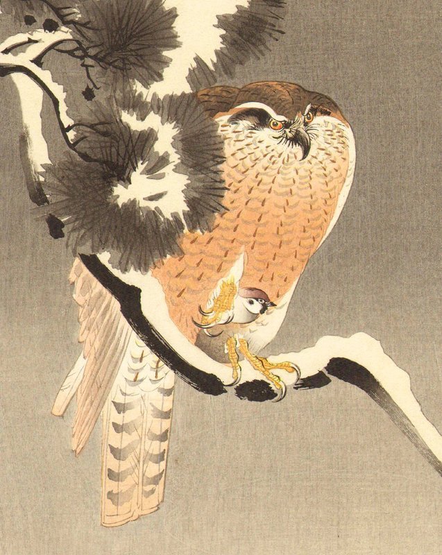 Ohara Koson Japanese Woodblock Print - Goshawk SOLD