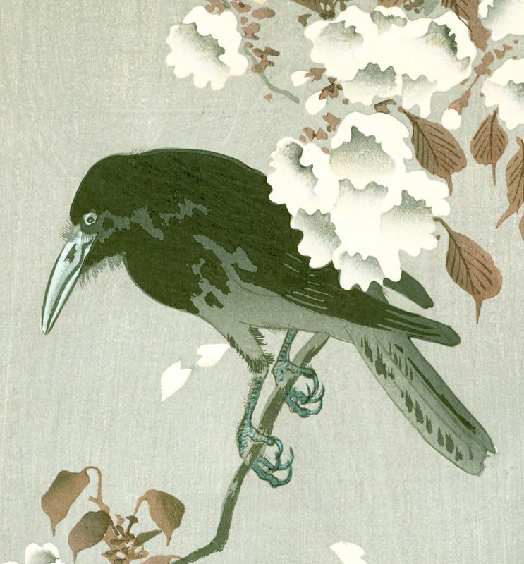 Hotei Japanese Woodblock Print - Crow on Blossoming Cherry SOLD