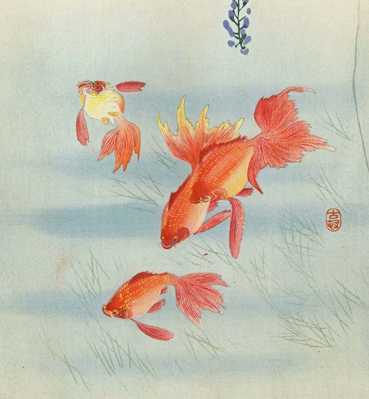 Ohara Koson Woodblock Print - Three Goldfish &amp; Wisteria -Rare SOLD