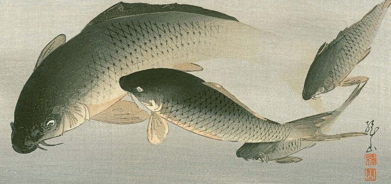 Ito Sozan Japanese Woodblock Print - Swimming Carp - Rare SOLD