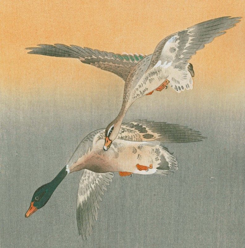 Ohara Koson Woodblock Print - Mallards in Flight - Rare Version