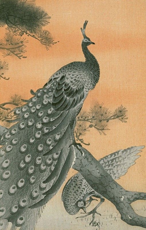 Ohara Koson Japanese Woodblock Print - Peacock and Peahen - RARE