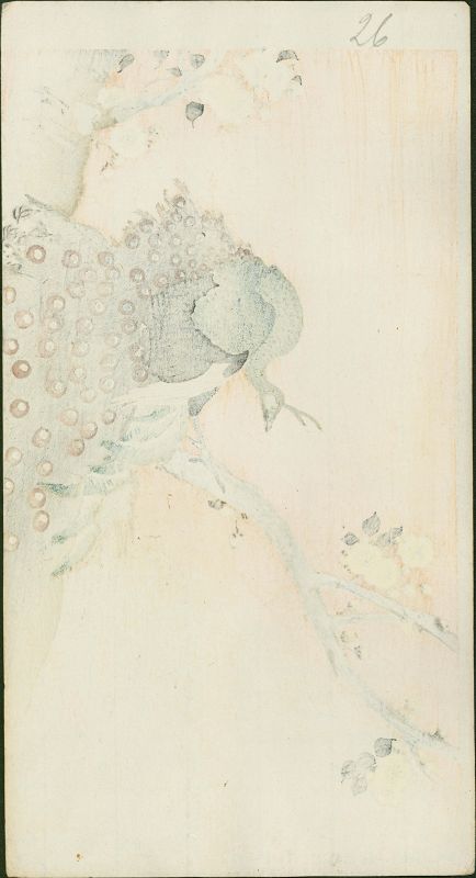 Ohara Koson Japanese Woodblock Print - Peacock Flowering Cherry Rare