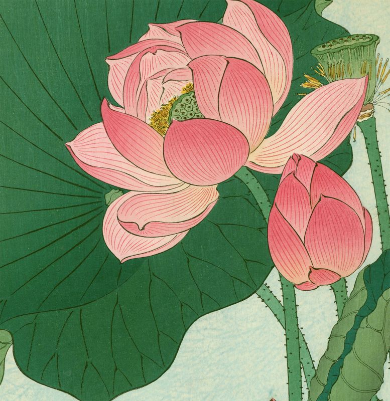 Ohara Koson (Hoson) Woodblock Print -  Flowering Lotus SOLD
