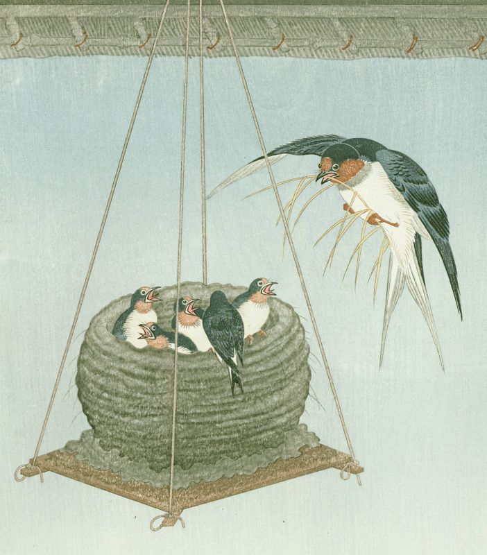 Ohara Koson (Hoson) Woodblock Print -  A Nest of Swallows - Rare SOLD