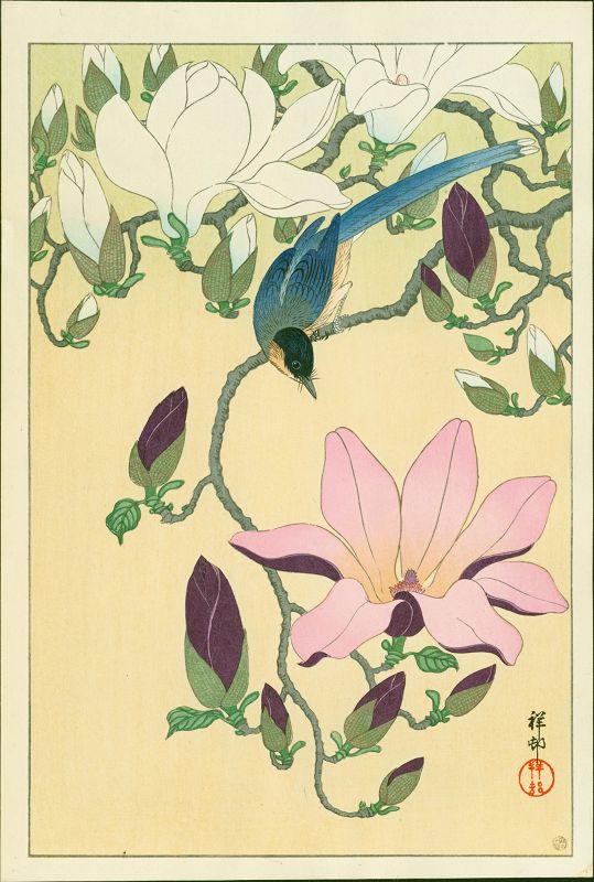 Ohara Shoson (Koson) Woodblock Print - Magpie and Magnolia