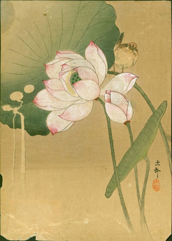Ohara Koson Japanese Woodblock Print - Songbird and Lotus 1910 SOLD