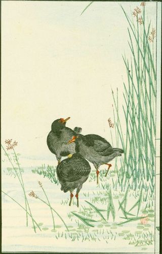 Yamagishi (After?) Ohara Koson Woodblock Print - Three Birds 1910