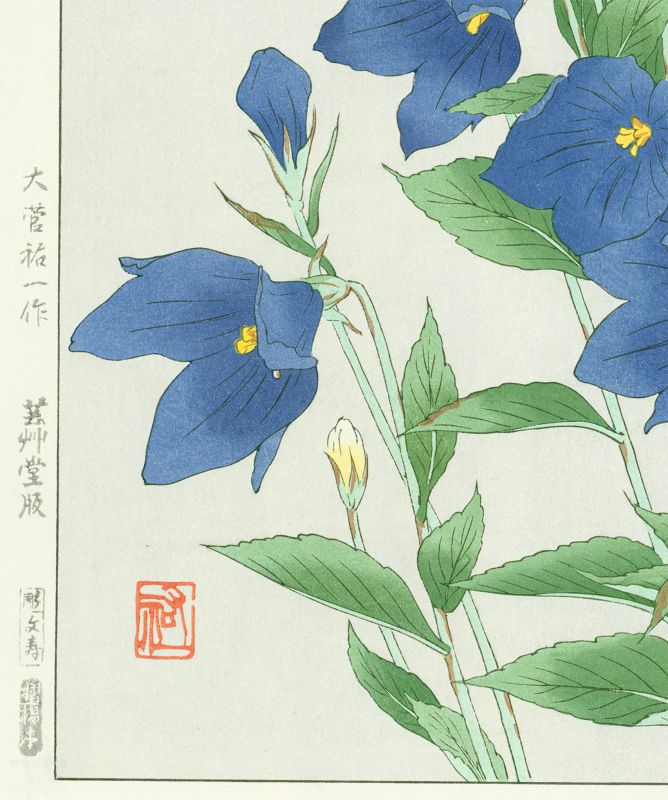 Osuga Yuichi Japanese Woodblock Print - Japanese Bellflower (Kikyo)