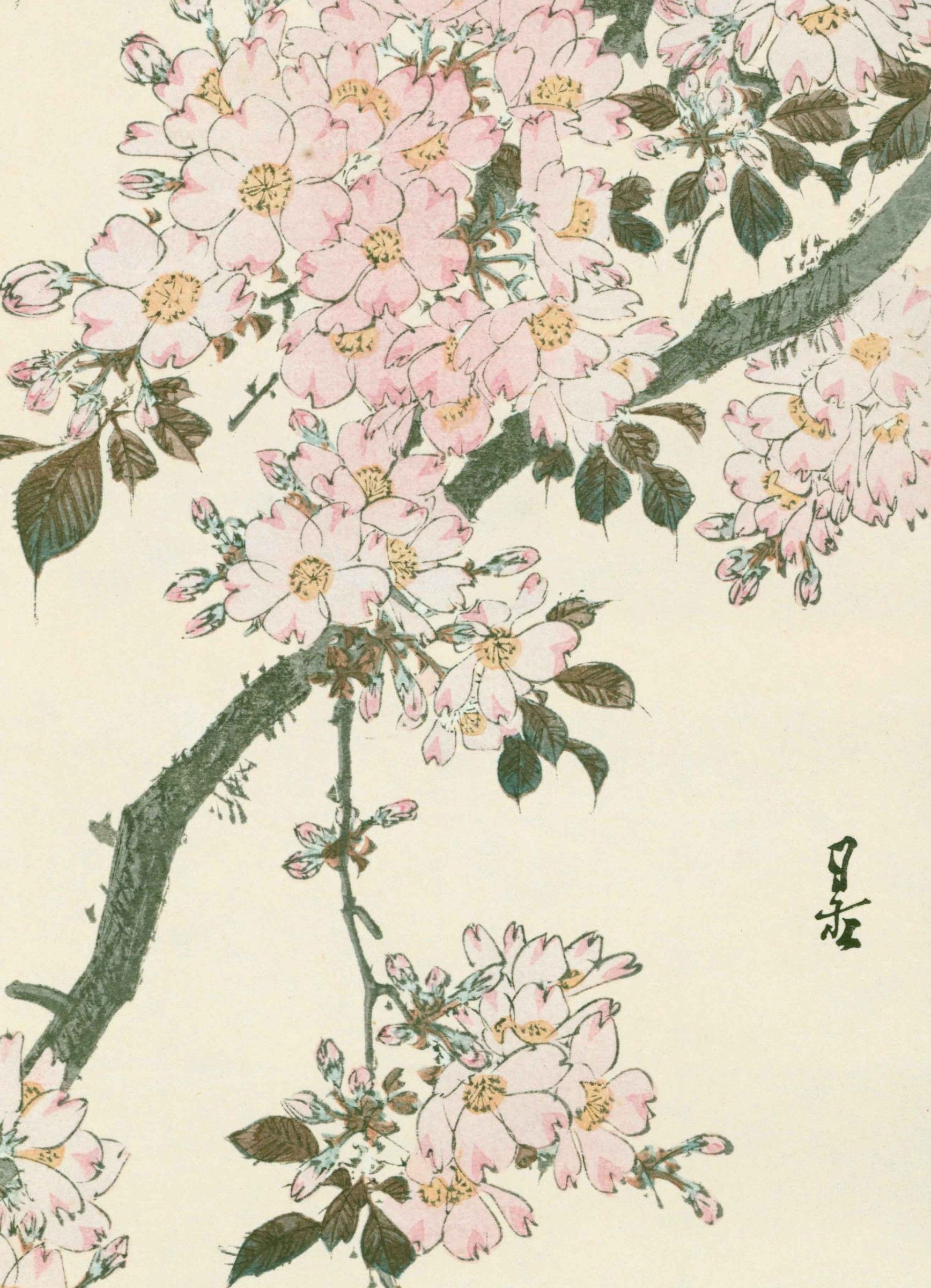 Yoshimoto Gesso Japanese Woodblock Print - Cherry Blossoms