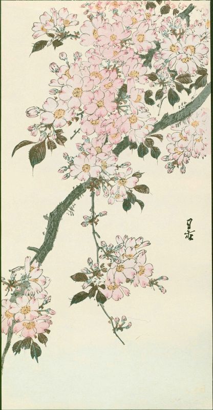 Yoshimoto Gesso Japanese Woodblock Print - Cherry Blossoms